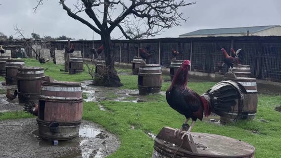 Cockfighting operation raid nets 833 fighting roosters in Sonoma County