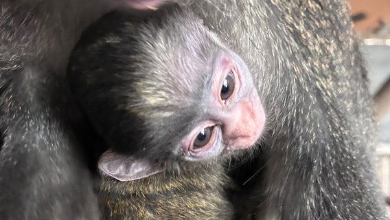 Oakland Zoo celebrates 'milestone' birth of monkey