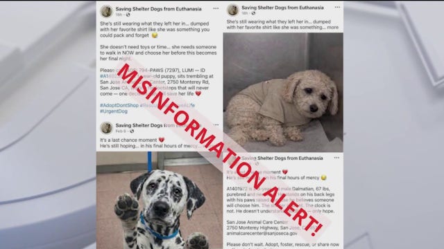 AI-altered dog photos fuel online euthanasia scam targeting South Bay animal lovers