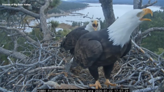 'Heartbroken': Famed California bald eagles lose eggs to ravens raid