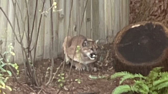 Mountain lion spotted in Sebastopol
