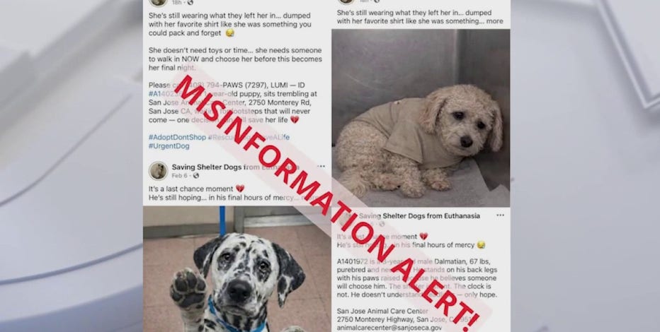 AI-altered dog photos fuel online euthanasia scam targeting South Bay animal lovers