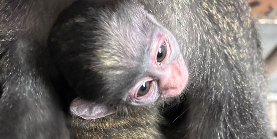 Oakland Zoo celebrates 'milestone' birth of monkey