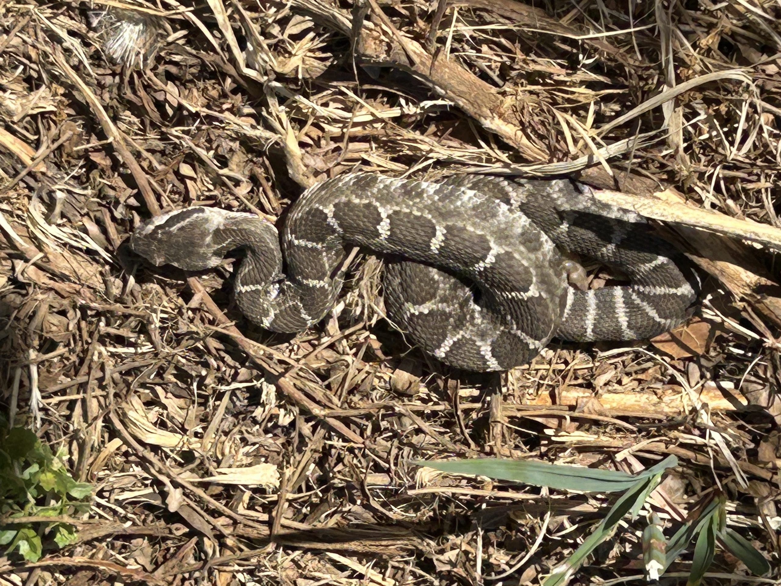 Rattlesnakes spotted in San Jose's Alum Rock Park as heat wave hits