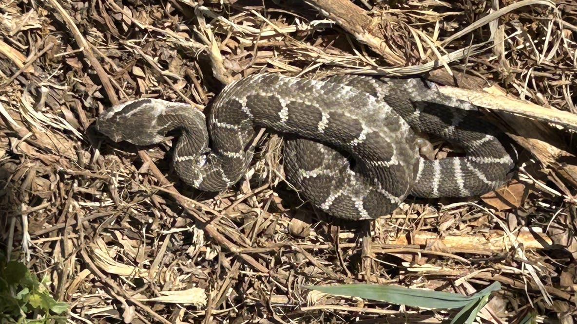 Rattlesnakes spotted in San Jose's Alum Rock Park as heat wave hits