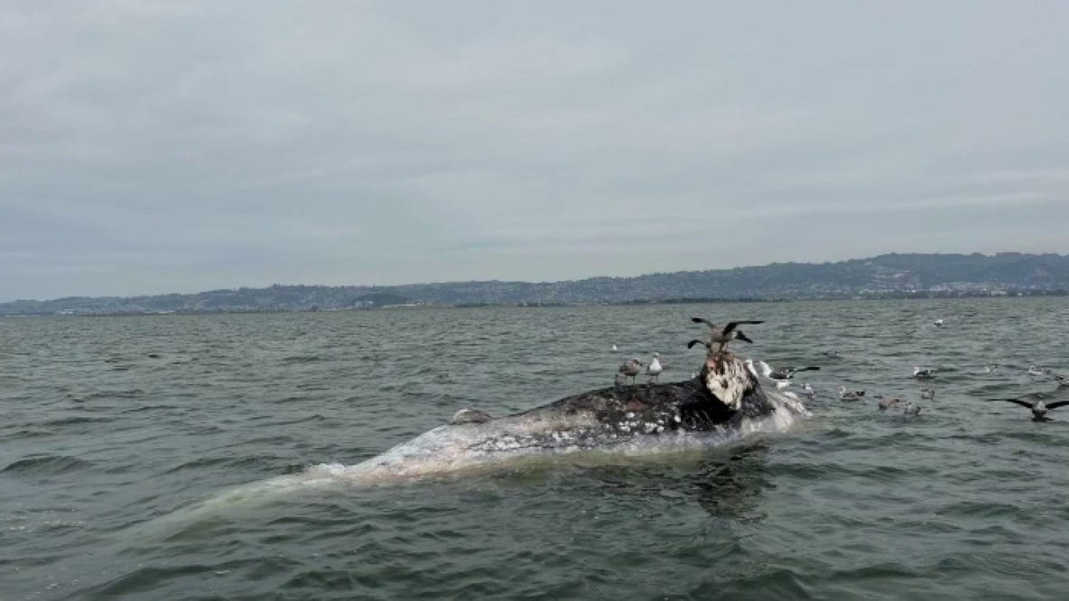 Two gray whales found dead in San Francisco Bay over the weekend