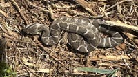 Rattlesnakes spotted in San Jose's Alum Rock Park as heat wave hits