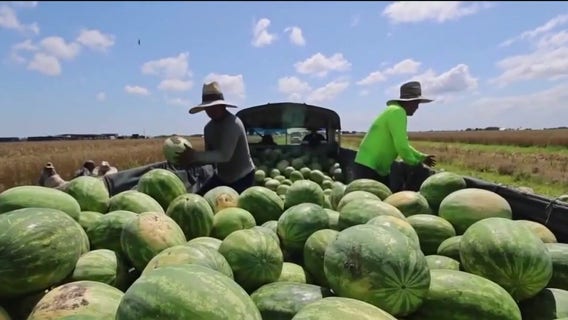 San Jose organizations pivot as Cesar Chavez' legacy is scrubbed