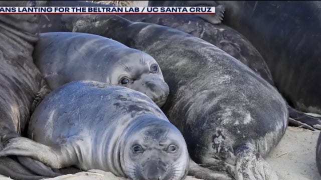 Avian flu infects more marine mammal species along San Mateo County coast