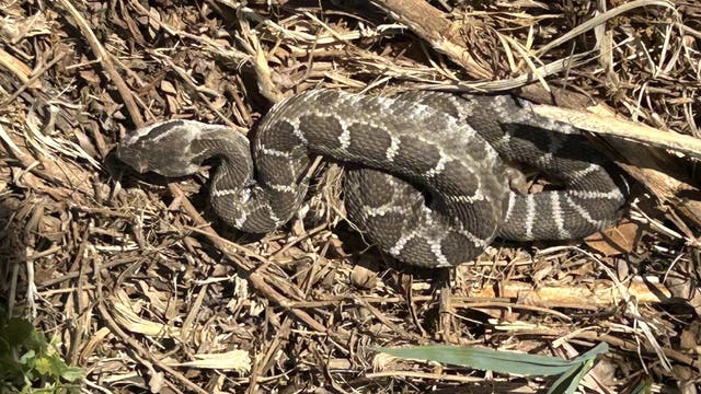 Rattlesnakes spotted in San Jose's Alum Rock Park as heat wave hits