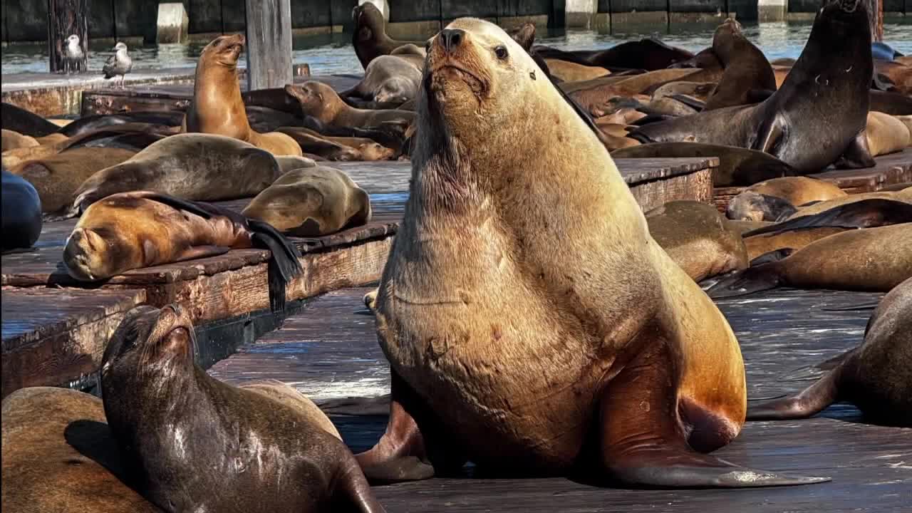 Massive sea lion is social media sensation at Pier 39