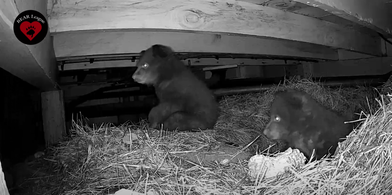 Tahoe bears: Videos show touching, rarely seen moments of bear families as they emerge from hibernation