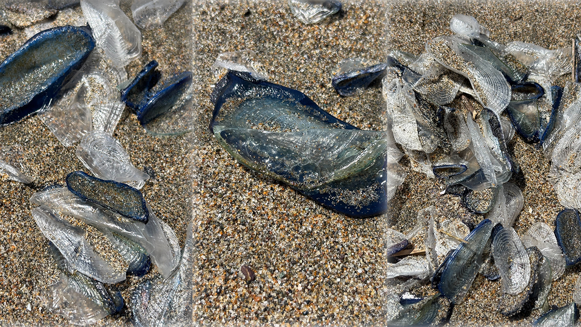 These blue sea creatures are washing up on San Francisco beaches — they're not jellyfish