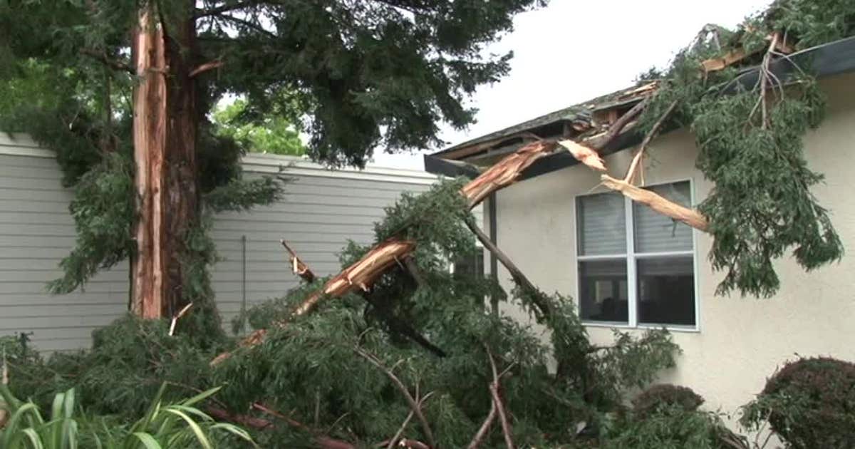 Santa Rosa tree explodes after lightning strike