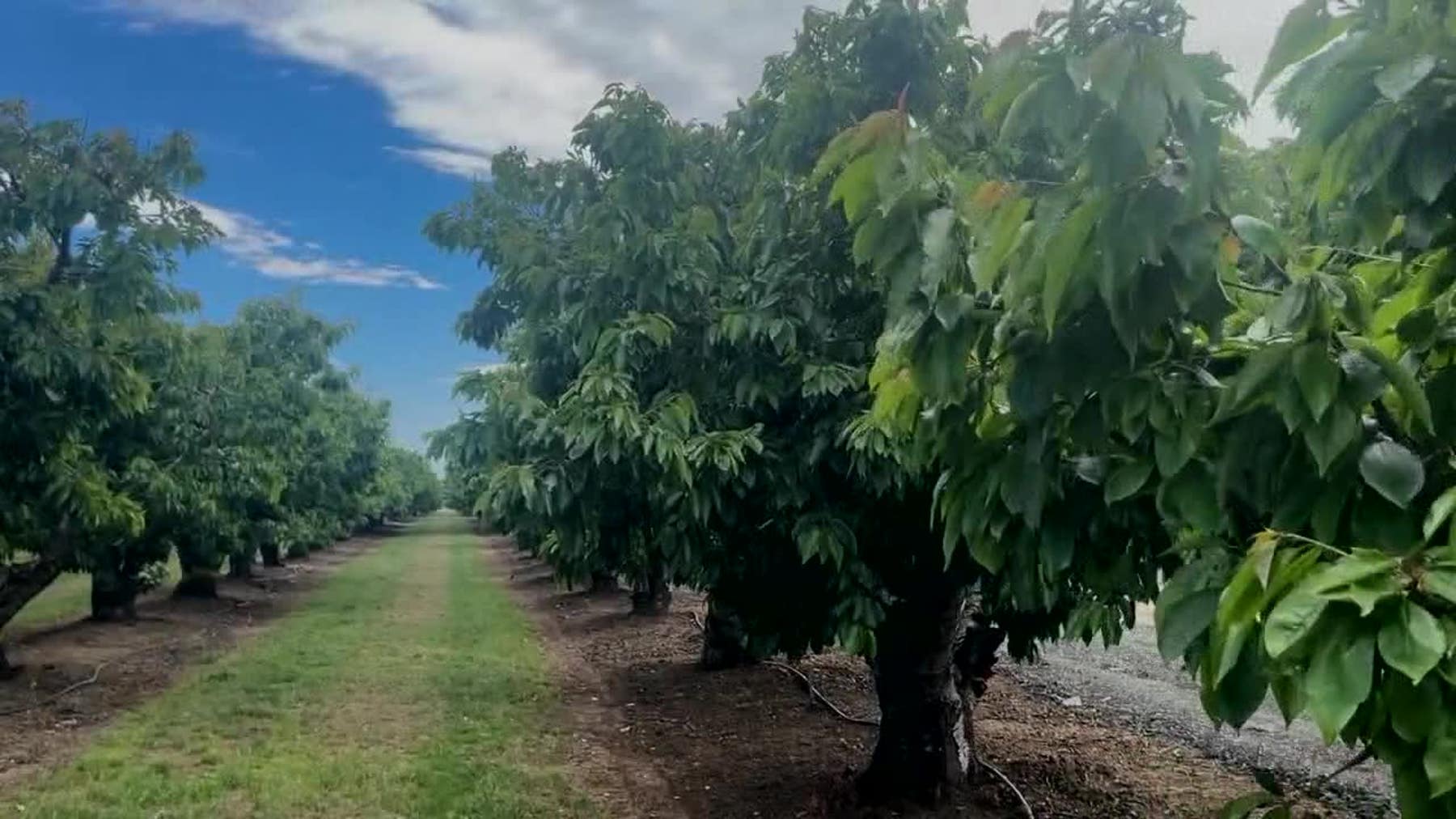 Dire situation for cherry growers in Santa Clara County