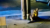 Sea lion pup rescued in San Francisco's Outer Sunset, now under veterinary care