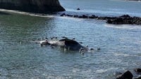 Fifth dead whale spotted near Sausalito