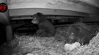 Tahoe bears: Videos show touching, rarely seen moments of bear families as they emerge from hibernation