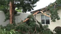 Santa Rosa tree explodes after lightning strike