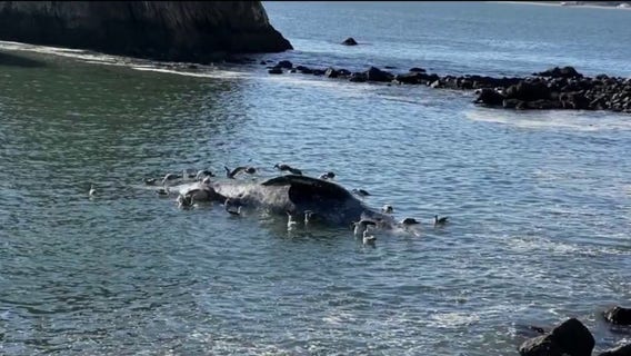 Fifth dead whale spotted near Sausalito
