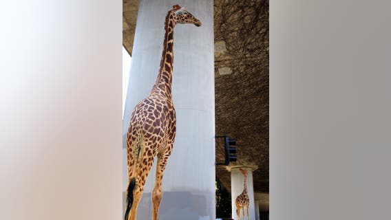 Iconic Oakland artist behind beloved giraffe mural dies at age 67