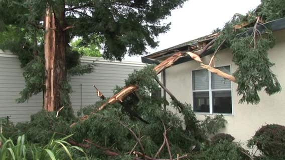 Santa Rosa tree explodes after lightning strike