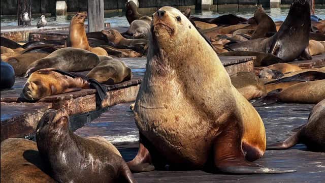 Massive sea lion is social media sensation at Pier 39
