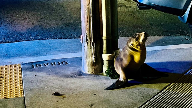 Sea lion pup rescued in San Francisco's Outer Sunset, now under veterinary care