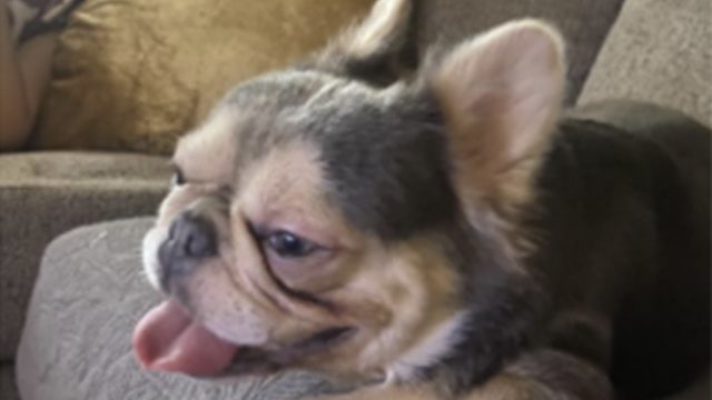 Heartbroken Bay Area pet owner searching for lost dog says scammers used AI to try and extort money