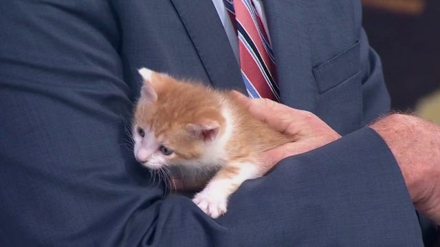 Berkeley Humane calling for fosters as 'kitten season' begins