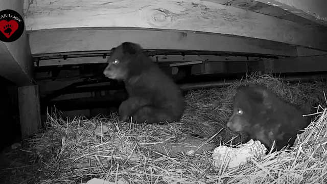 Tahoe bears: Videos show touching, rarely seen moments of bear families as they emerge from hibernation