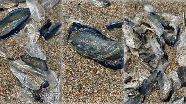 These blue sea creatures are washing up on San Francisco beaches — they're not jellyfish