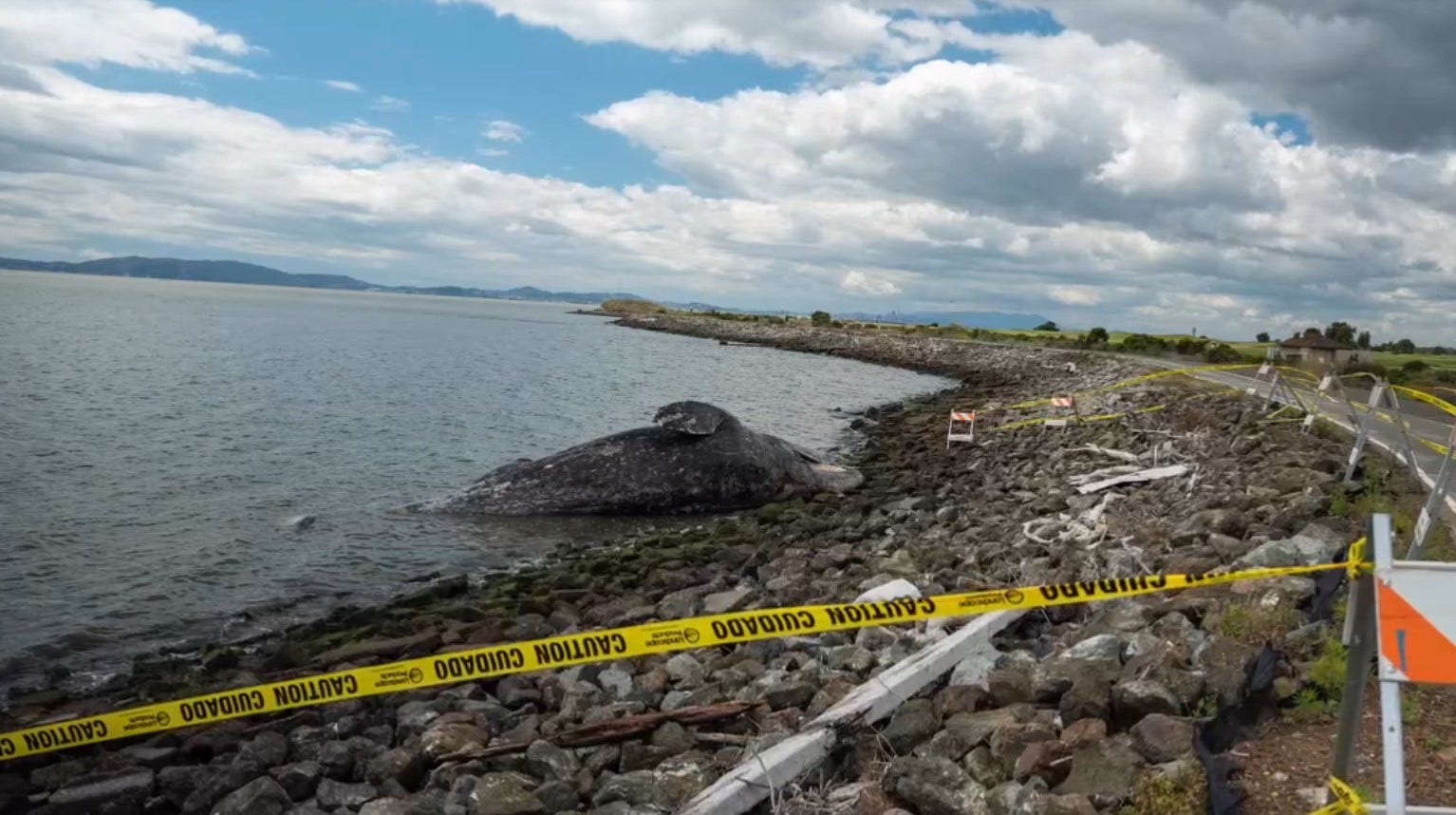 Dead gray whale along San Leandro shoreline