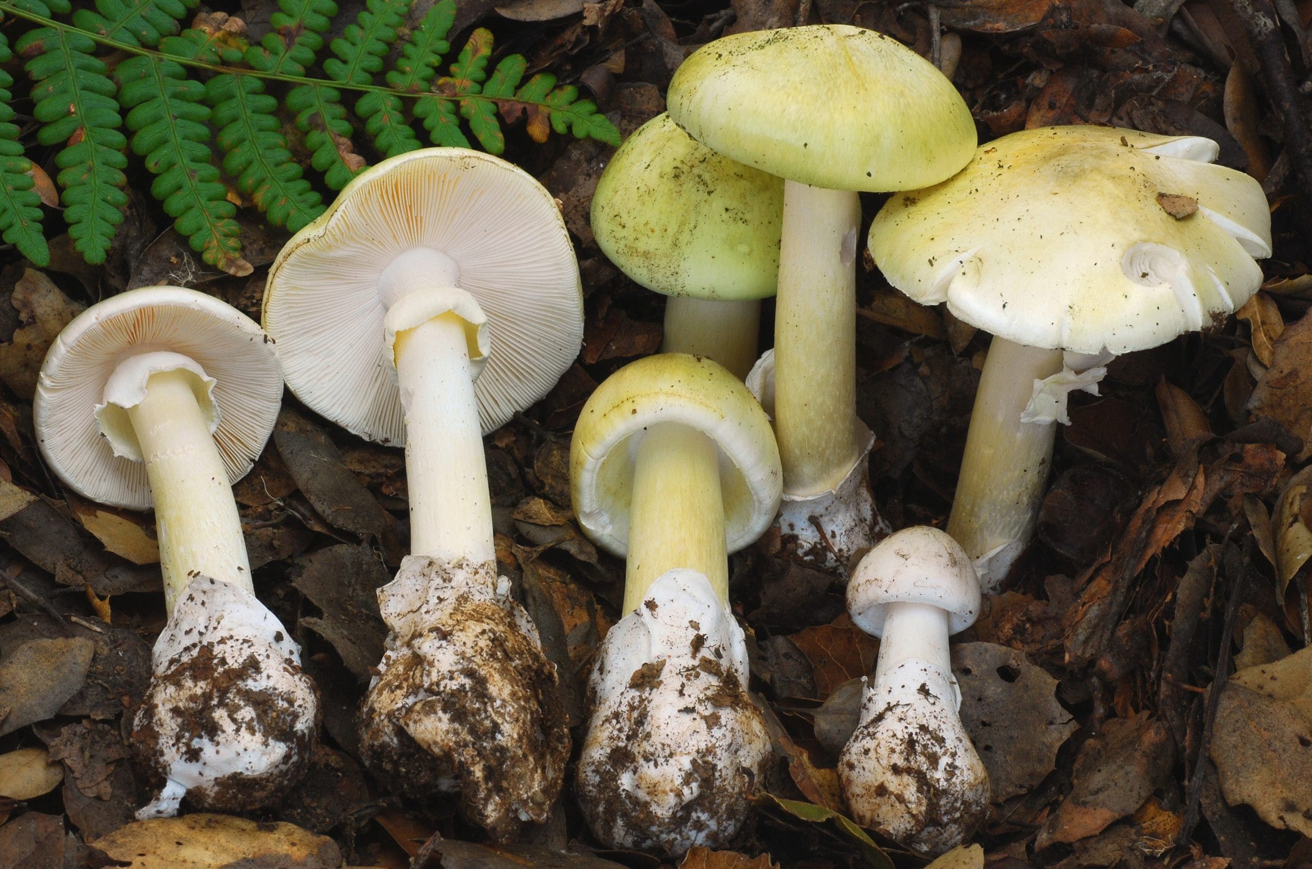 3 hospitalized after eating poisonous mushrooms in Napa