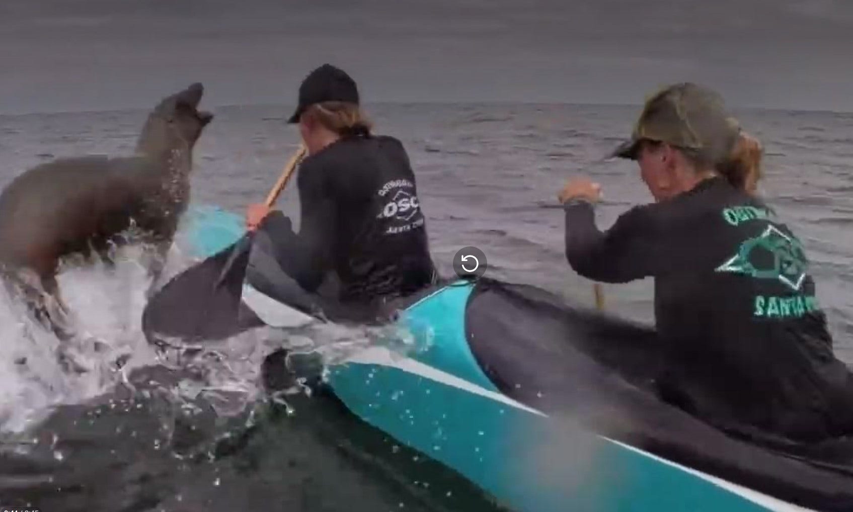 Video: Sea lion leaps into canoe during Monterey Bay race