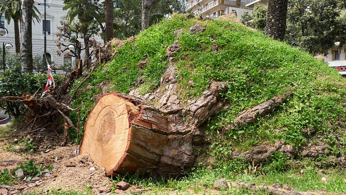 Oakland approves $1M fine to couple over illegally cutting down trees