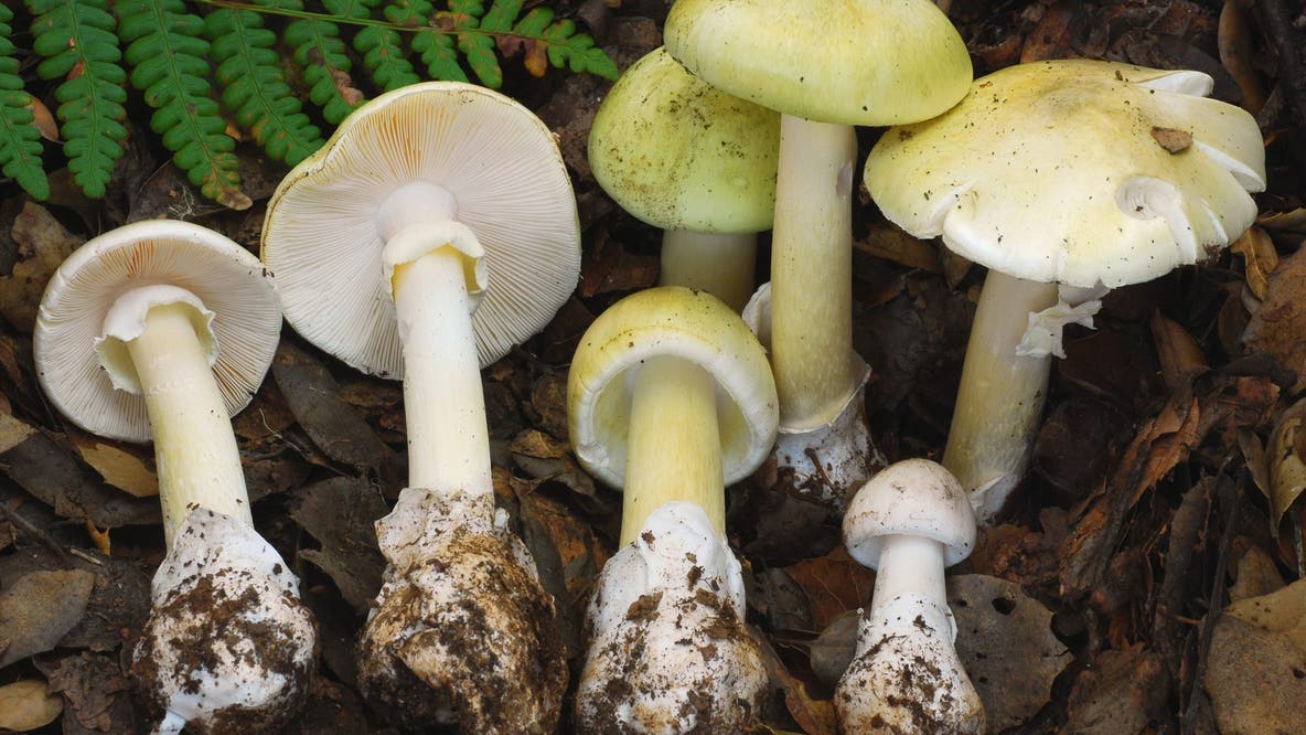 3 hospitalized after eating poisonous mushrooms in Napa