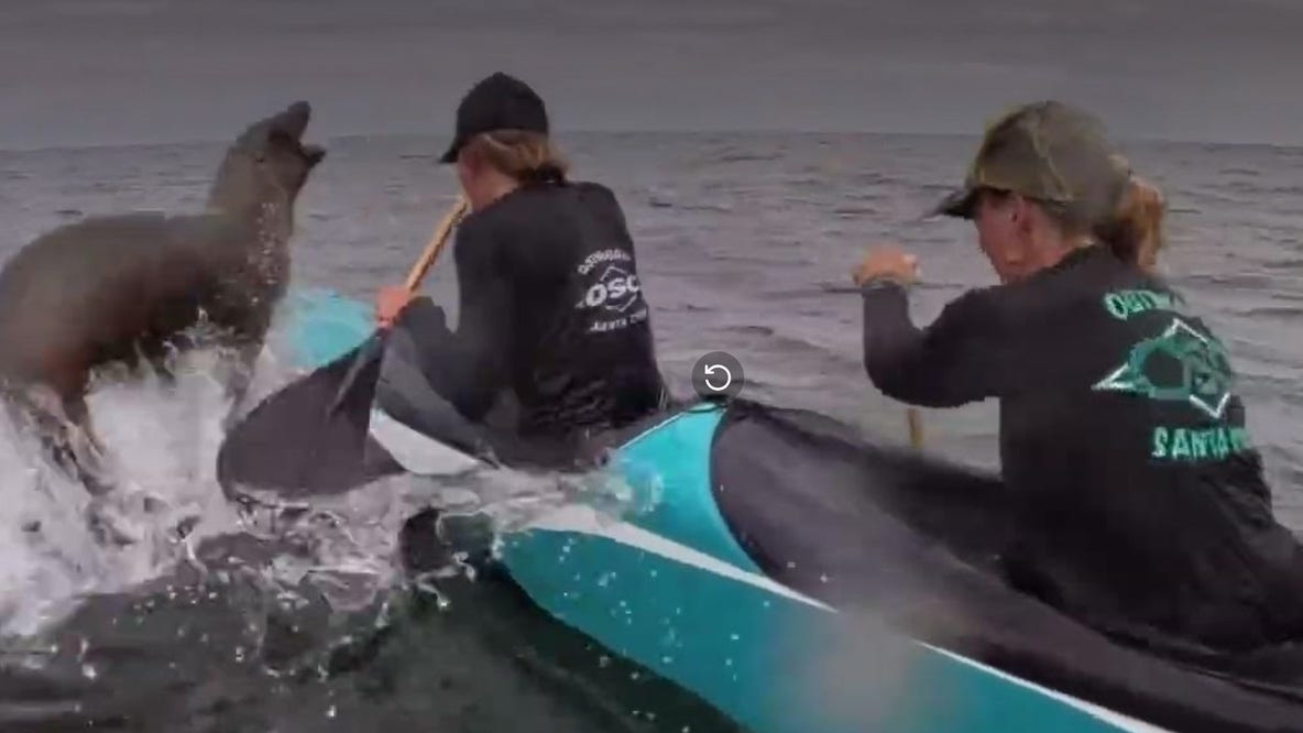 Video: Sea lion leaps into canoe during Monterey Bay race