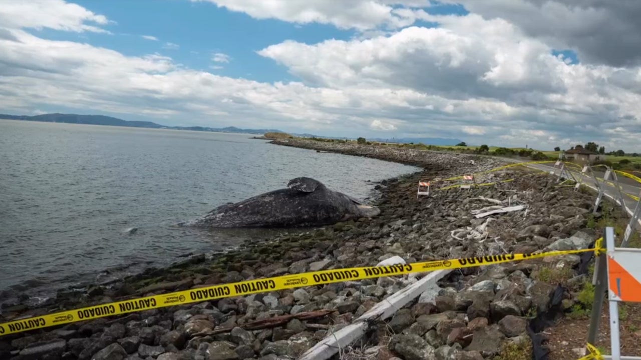 Dead gray whale along San Leandro shoreline | KTVU FOX 2