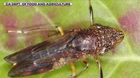 Wine Country warned about harmful grapevine pest found on Costco plants