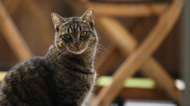 Hayward man dumps neighbor’s cat in wilderness for eating his livestock