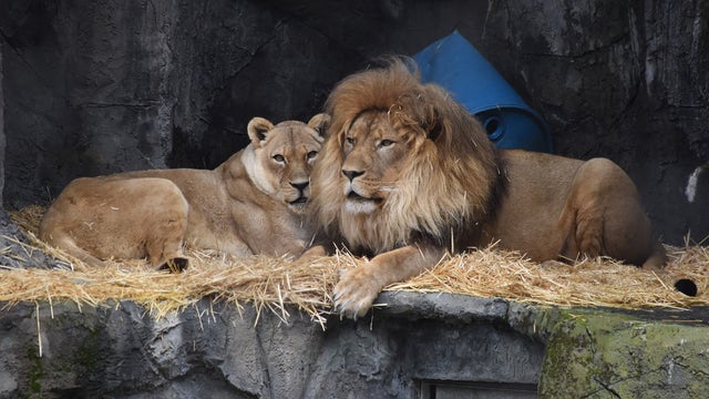 Bye-bye lions: San Francisco Zoo announces plans to send remaining lions elsewhere
