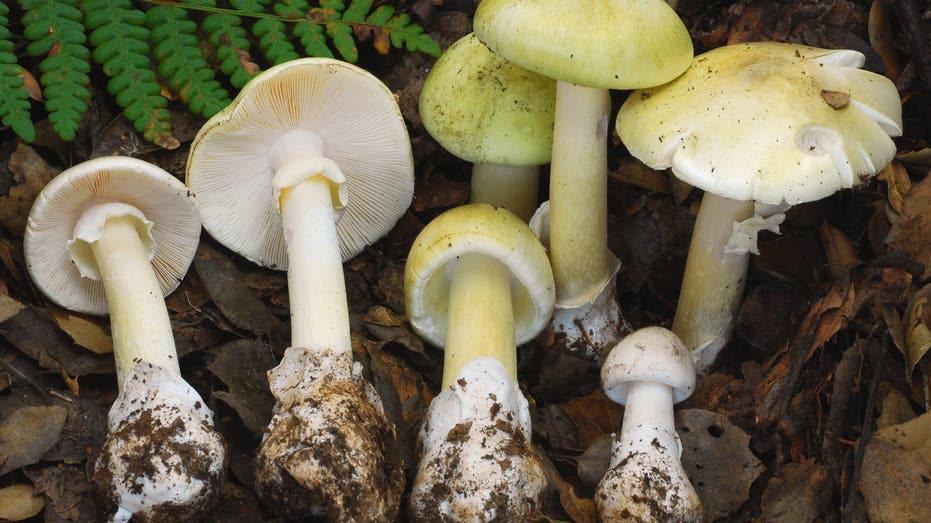 3 hospitalized after eating poisonous mushrooms in Napa
