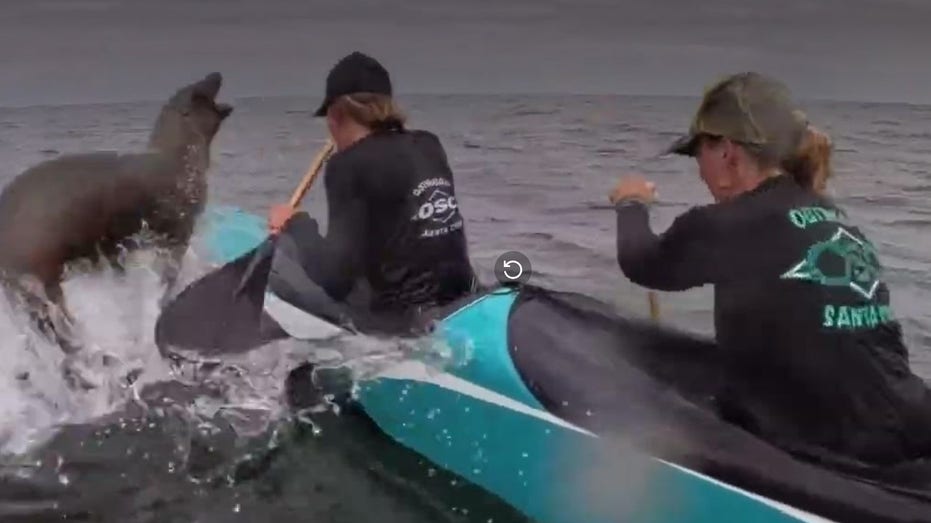 Sea lion leaps into canoe during Monterey Bay race