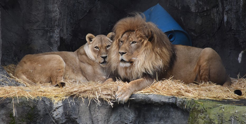 Bye-bye lions: San Francisco Zoo announces plans to send remaining lions elsewhere