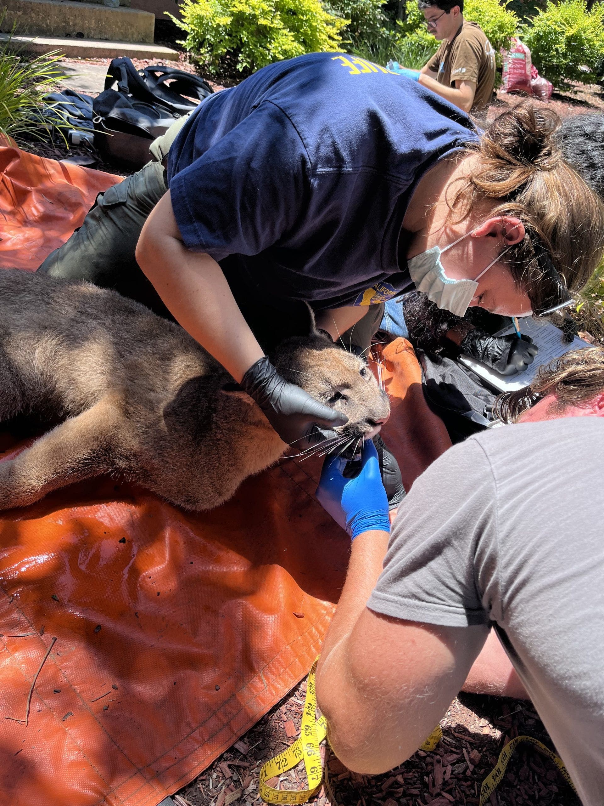 Mountain lion caught in Redwood City