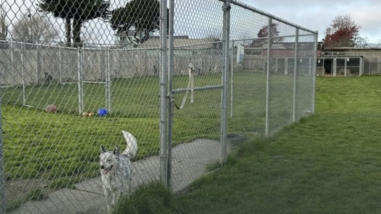 117 dead dogs exhumed from Humboldt Co. rescue under investigation for animal abuse, fraud