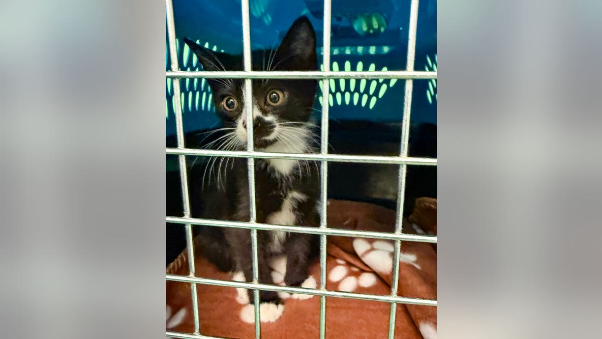 Berkeley animal shelter remains closed after 'suspicious' fire broke out