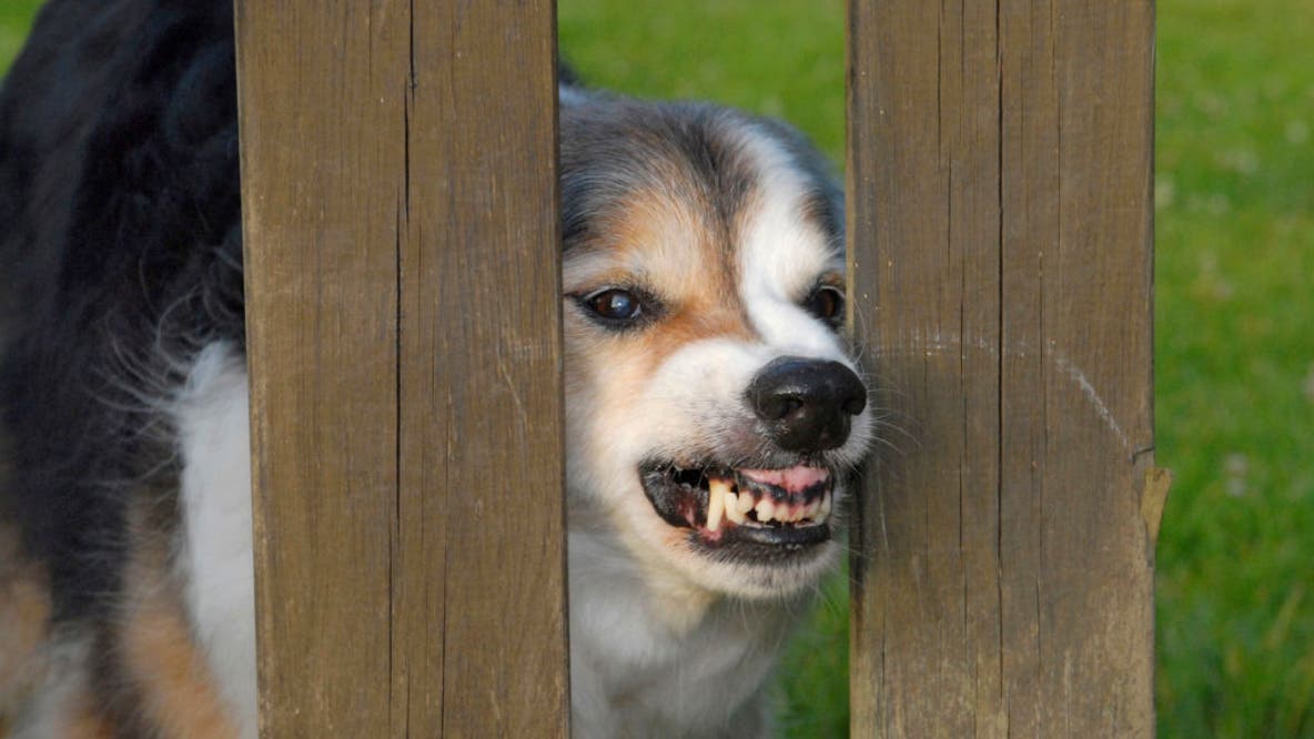 This Bay Area city is one of the top for dog attacks on mail carriers