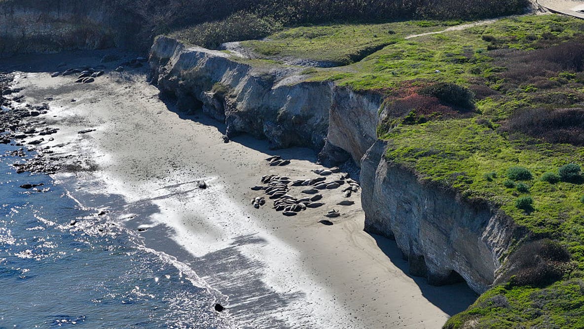 The mystery of the purple seal at Año Nuevo revealed